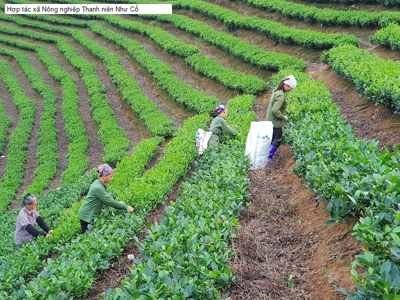 Hợp tác xã Nông nghiệp Thanh niên Như Cố